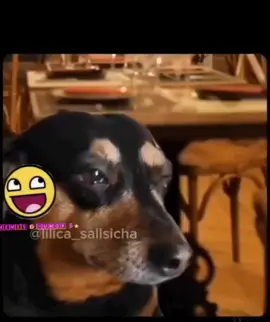 #anosatrás #dog #meme #tiktokviral 