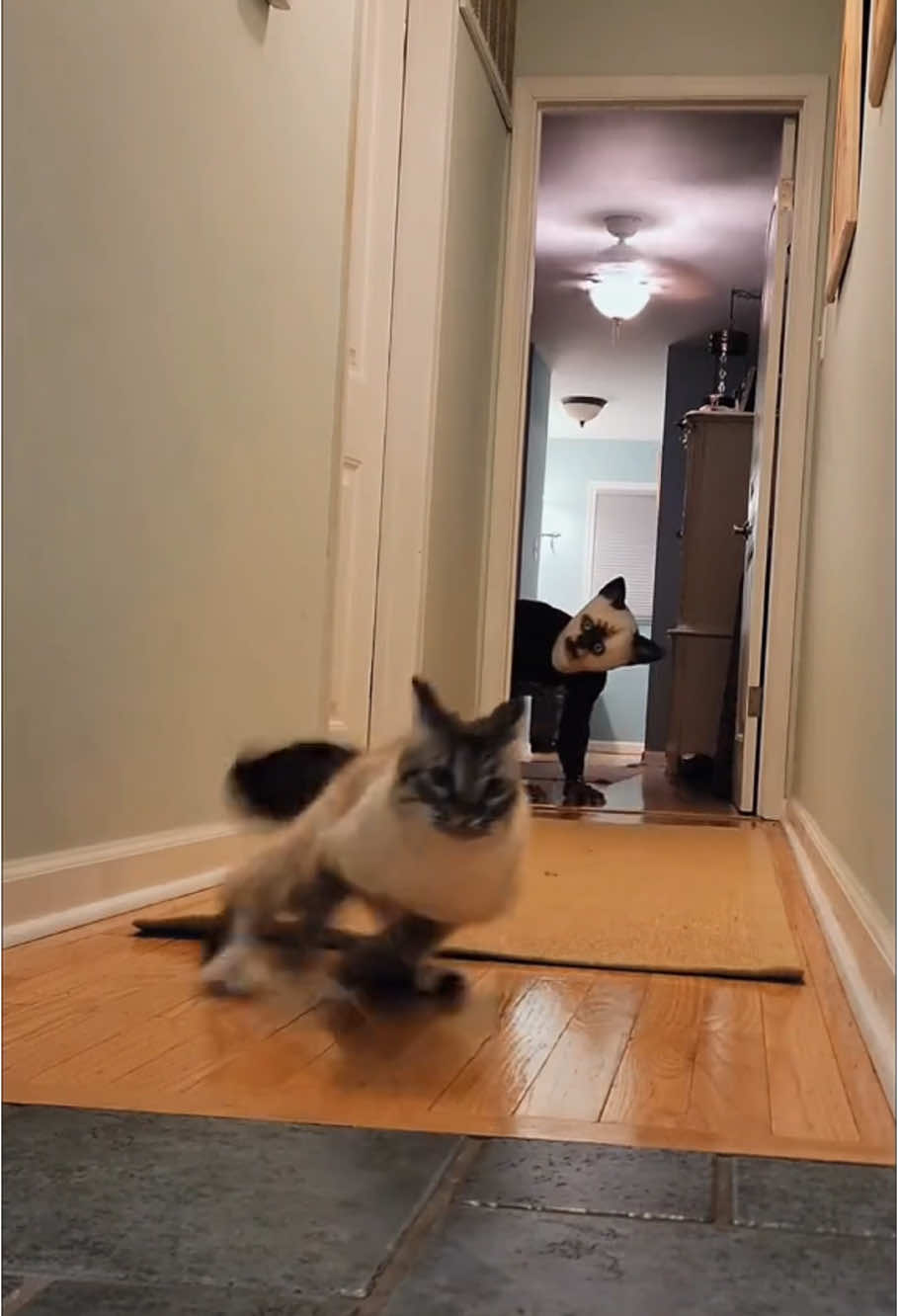 When the cat sees the mask.#foryour #cat #catsoftiktok #funny #funnycat #funnyvideos #funnytiktok #tiktok 