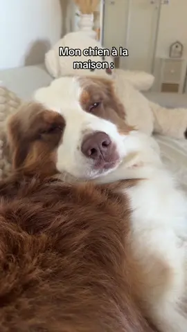 Pourquoi 🥲🥲🥲 #chien #bergeraustralien #humour #drole #mignon #pourtoi 