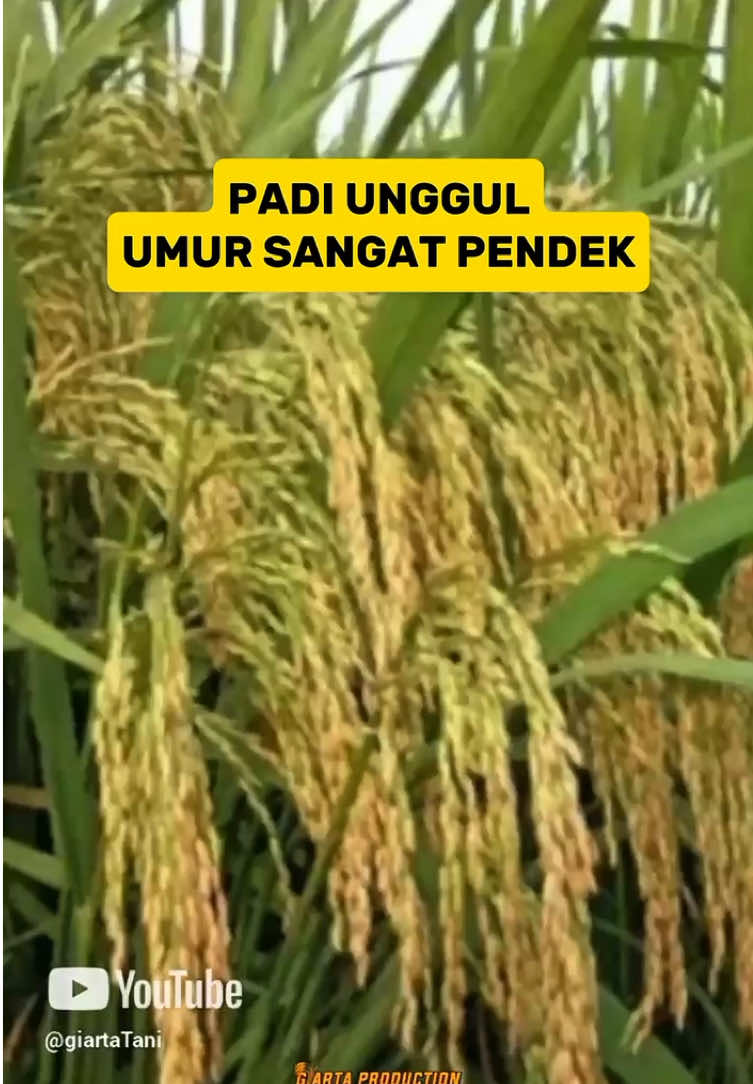 BENIH PADI UMUR PENDEK CEPAT PANEN #padi #fyp #petaniindonesia🇮🇩🇮🇩🇮🇩🌿🌿 #petanimelenial 