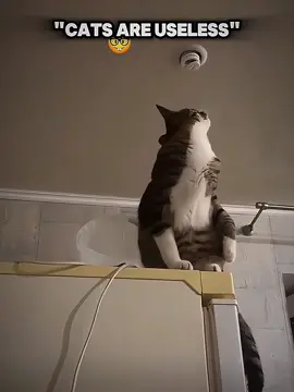Cats with jobs🤯🔥 | Playlists in bio