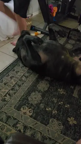 Mr Cake thinks he's hilarious sometimes #beefcakethemastiff #englishmastiff #mrcakethemastiff 