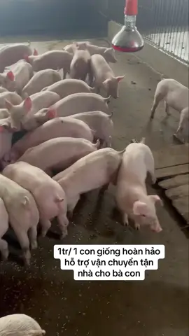 #channuoi #heocon #xuhuong 