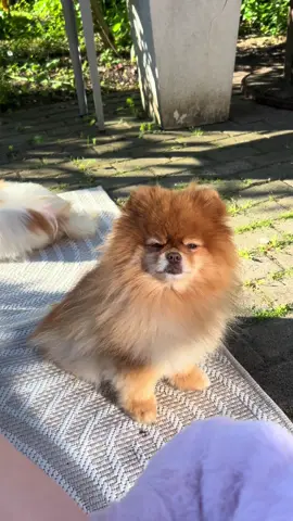Ich schwöre 🤞 #pomeranian #fyp #fypシ #lasstliebeda #zwergspitz #goviraltiktok♥️💕 #luxushündchen #goviraltiktok♥️💕foryoupag 
