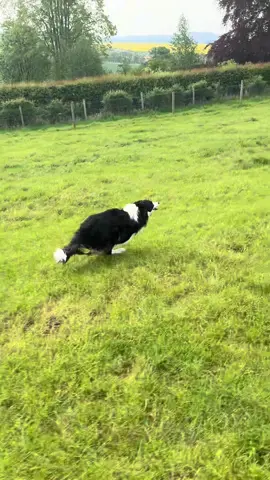 Echo #fyp #foru #foryou #tiktokviral #foryoupage❤️❤️ #dog #viral_video #dogsoftiktok #bordercollie #dogs #tik_tok #viralvideos #trendingvideo #doggo 