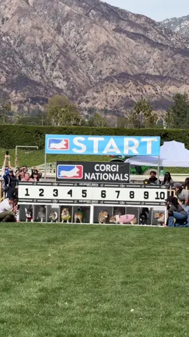 They lack coorgination 😆 . #corgi #corgination #corgipuppy #corgilove #corgilife #corgicommunity