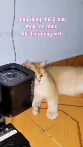 thôi nó thích là được 😂#meo #meomeo #meocute #petkit #maylocnuocpetkit 