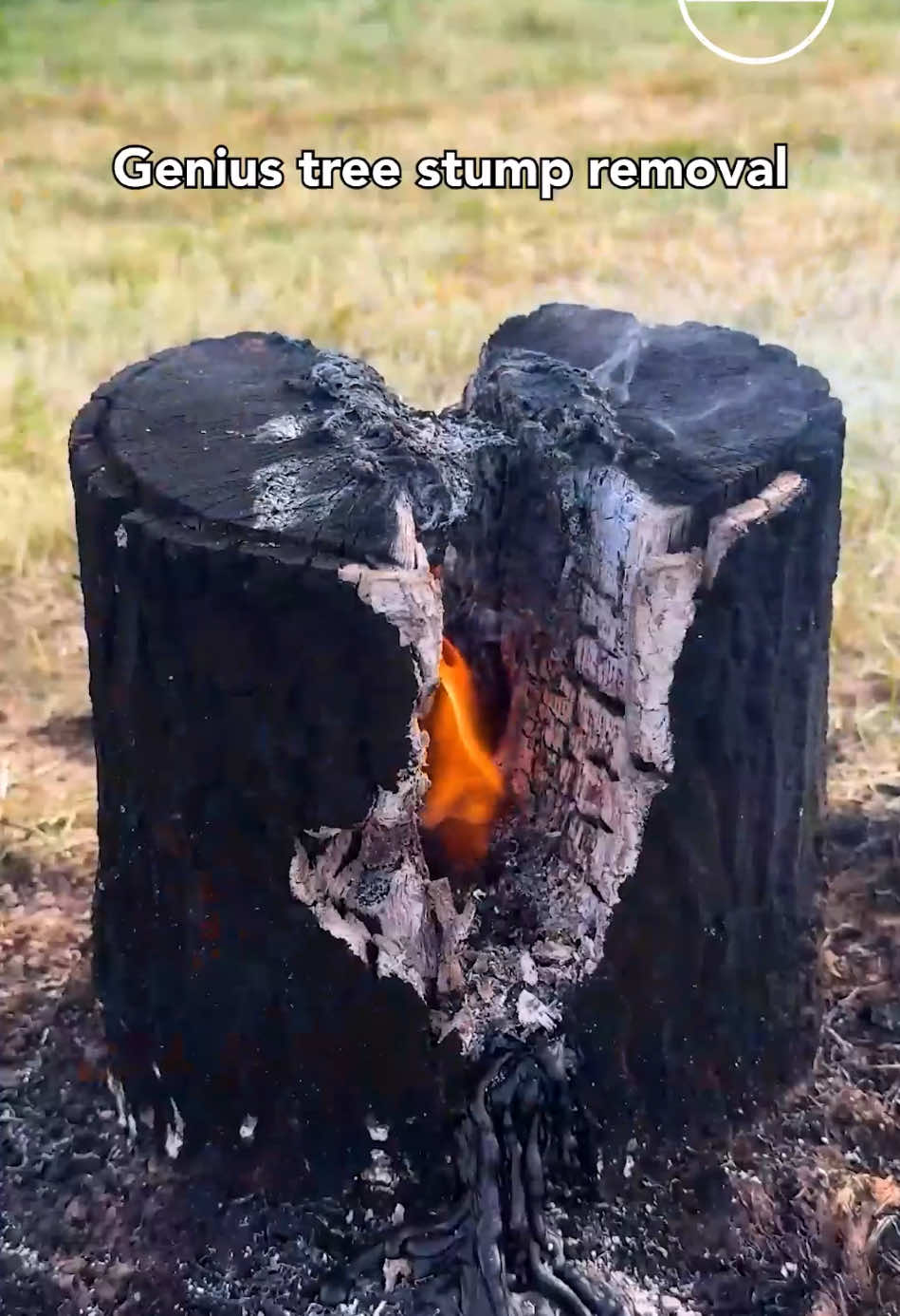 Genius tree stump removal 🪵 #genius #tree #removal #hack 