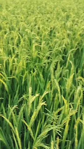 chào các bạn đây là cảnh quay video tại cánh đồng lúa chỗ bông hứa hẹn một mùa bội thu thành quả lao động của các bác nông dân thôn Nguộn hòa Tiến Hưng Hà Thái Bình #mien #que #yeuthuong 