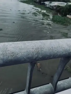 Tại sao #buon #suy #chile #viral #foryou 