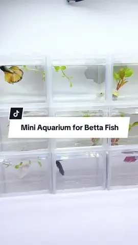 Mini Aqaurium for Betta Fish.🐠🐟Ganda nito!😍🥰💗 Order now! Click the Yellow Basket!↖️↖️↖️ #bettafish #minitank #miniaquarium #smallfish #fishkeeper #fish #tiktokph #tiktokfinds #fyp 