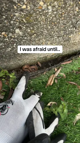 I found this snake in the backyard listening to “Big Girl” by 2daypresents 😅 #2daypresents