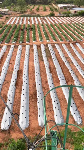 Dans le domaine agricole c'est bien de célébrer les succès, mais le plus important est de tirer les leçons des échecs. #t_keita_official  #consultant_agricole  #specialiste_fruits_et_legumes  #Consommons_local  #made_in_mali🇲🇱 