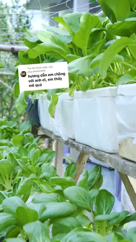 Trả lời @duy.thanh406 Cách trồng rau sạch thủy canh không dùng tới đất, sạch sẽ, an toàn, dễ chăm, ai cũng làm được #rausach #rauthuycanh #rausachnhatrong 