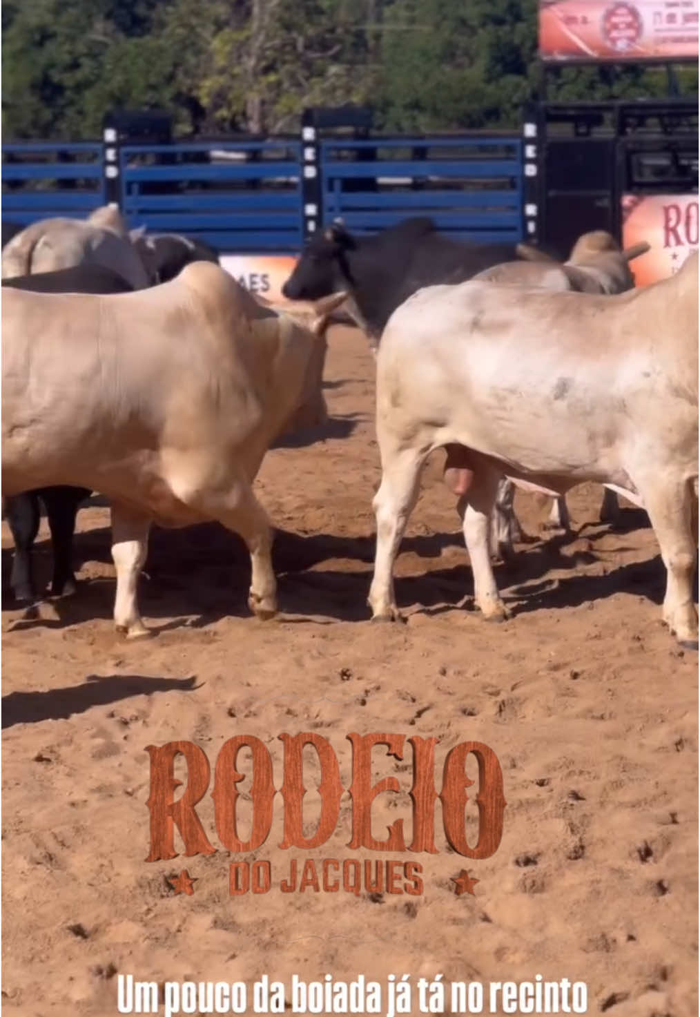 Um pouco da boiada #rodeiodojacques #jacquesvanier 