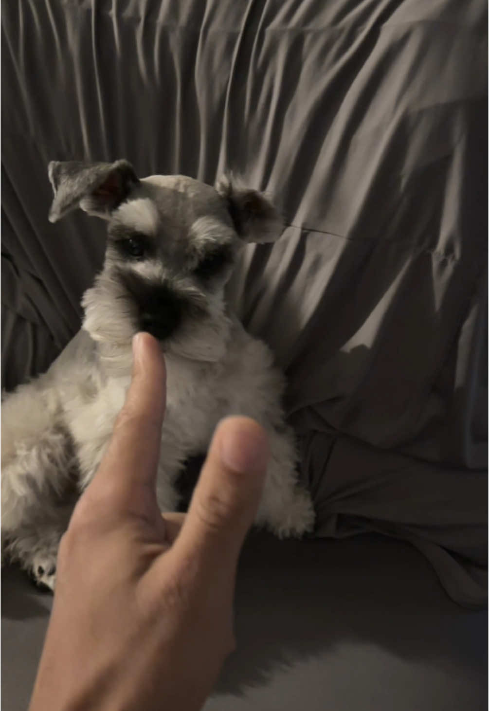 Finding new ways to annoy my dog 😂 