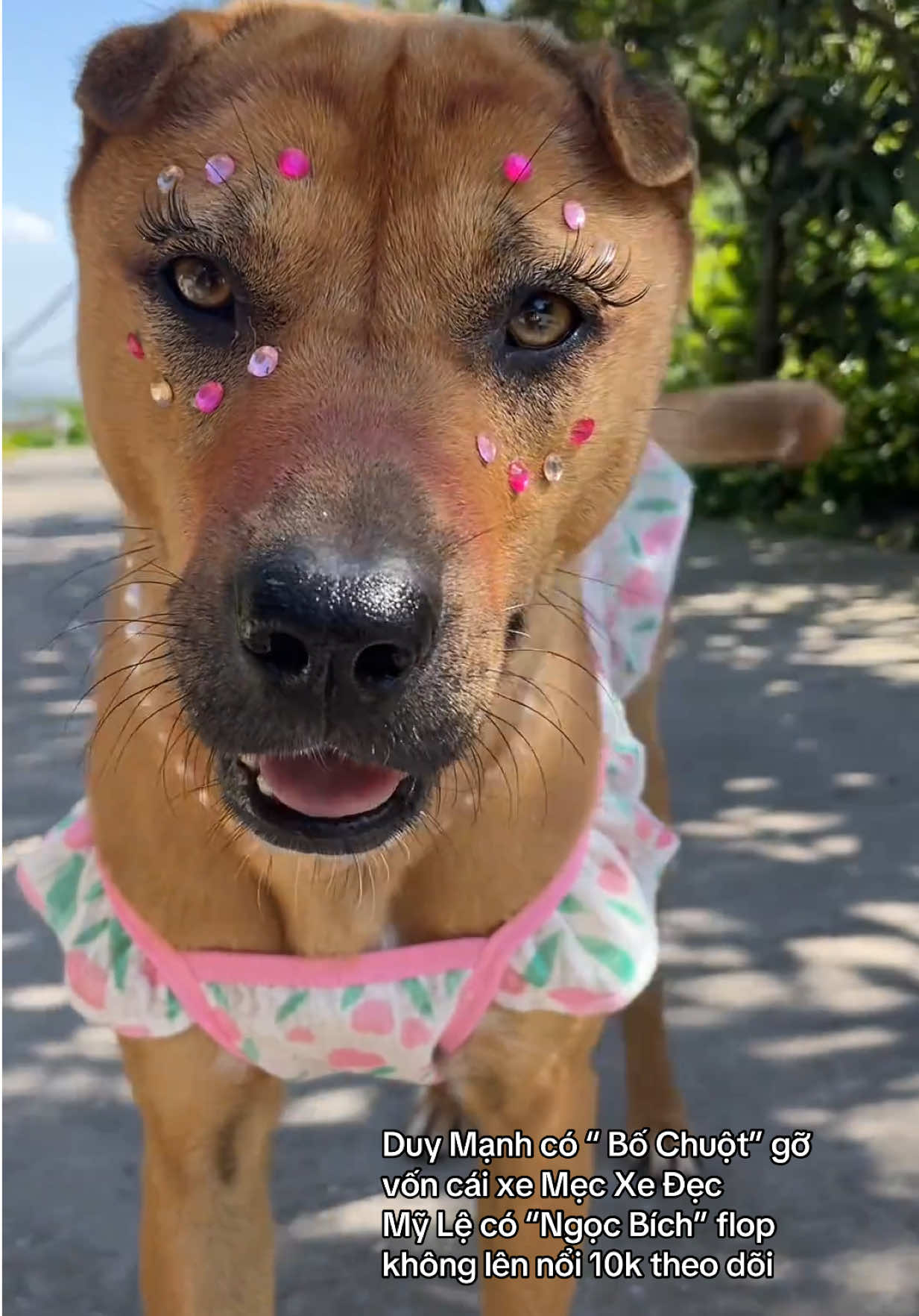 Trả lời @Kim 🌺 Dung Nhà thì dột, gạo thì vay Mà boss đòi mặc váy slay Hàng hóa không đơn Hoa hồng không đồng Livetrym không ai xem Lèm bèm tốn nước bọt. #earthcats #chiemngocbich #chuchomakeup #xuhuong #PetsOfTikTok #doglife 