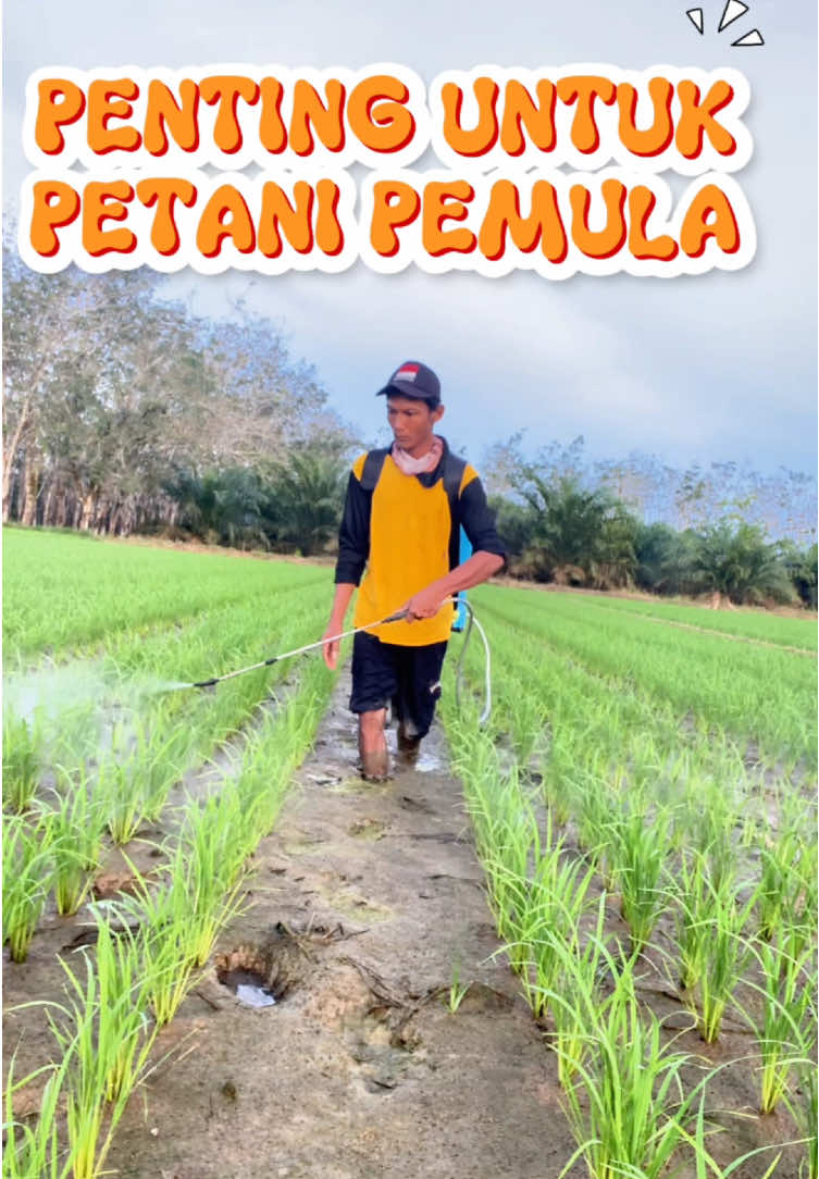 Penyemprotan pertana tanaman pafi untuk pemula serta melihat hasil aplikasi herbisida pembeku biji etos gold