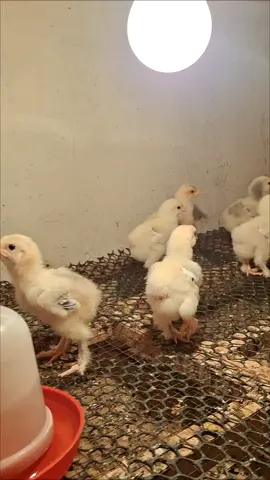 ترند كتاكيت براهما الجندى