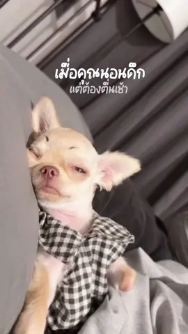 POV : เมื่อคุณนอนดึก แน่ต้องตื่นเช้า ! 🥱 #คิ้วคือมงกุฎของแค 