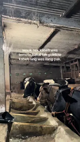 sing tenang pakku🤍 #peternaksapiindonesia #lembundeso 