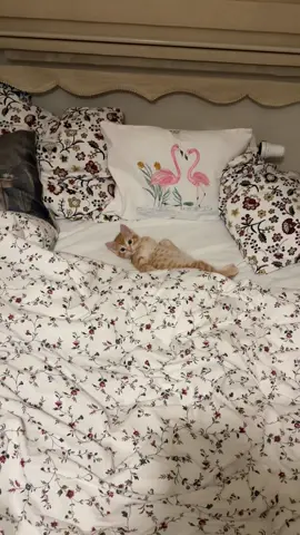 she is an icon #kitten #gingercat #sarman #kedi #cat #funnycat #keşfet #fypage #fyp #foryoupageofficiall #kesfetteyiz 