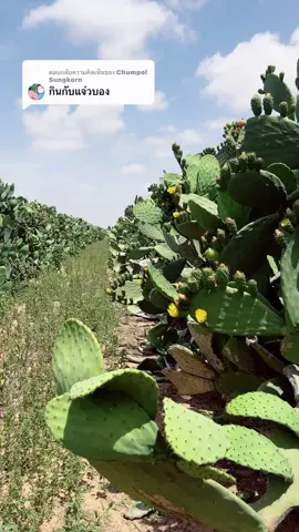 ตอบกลับ @Chumpol Sungkorn  แจ๋วบอง มาล่ะคับ #กระบองเพชรกินได้ #cactus #กินโชว์ #ป๋องแป๋งพากิน 