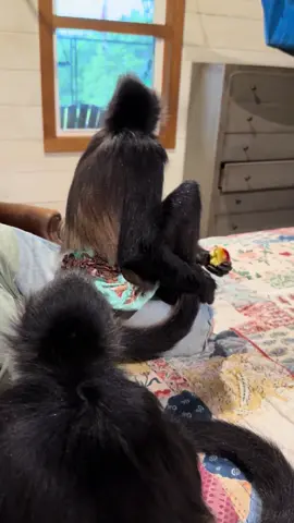 Birdy is watching and waiting on Bella’s scraps to fall to eat🤣