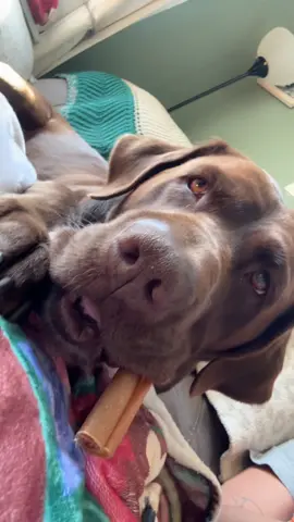 how about a little moose ASMR today? 👌🏽 and if you’re looking for a long-lasting dog chew, look no further 👀😋 collagen sticks are one of moose’s favorite treats 🤎