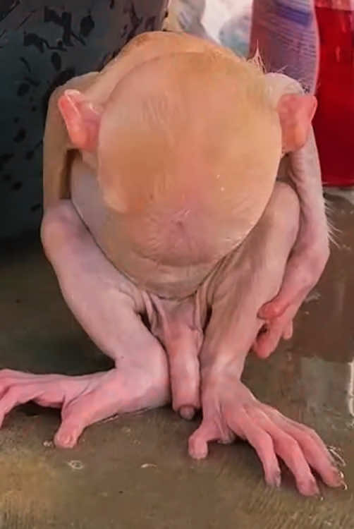 #monkey #monkeys #monkeydluffy #monkeysoftiktok #monkeybaby #babymonkey #animals #pet #poor #viral #fyp #cute #cutemonkey #cuteanimals 