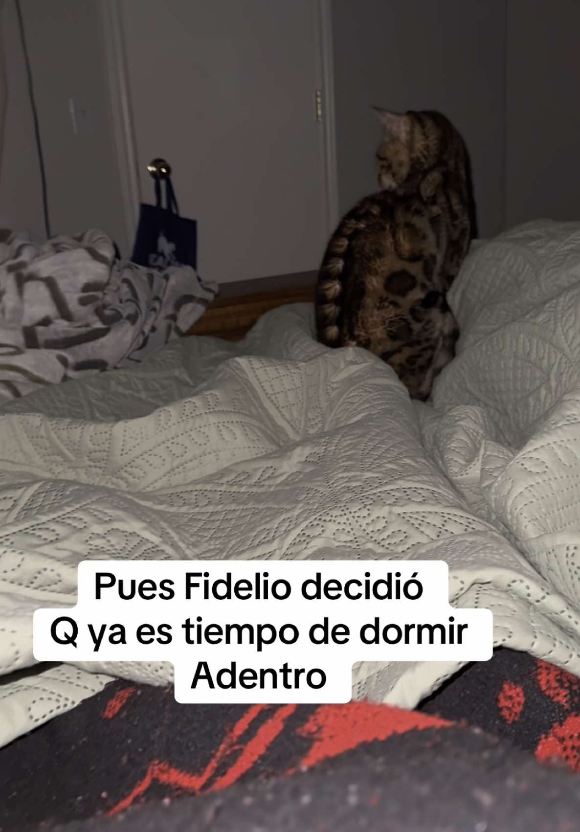 #fidelioelgato #manadaleoelmamalon #gatostiktok 