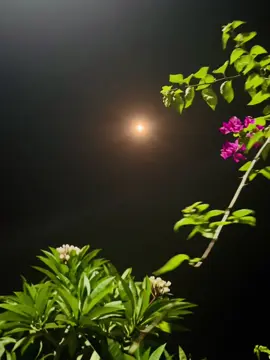 আমি তোমাকে ফুলের সাথে না চাঁদ এর সাথে তুলনা করি কারণ ফুঁল কে আমি ছুতে পারি আর চাঁদ কে তো শুধু দূর থেকেই দেখতে পারি….🌙🫶❤️‍🩹#unfreezemyacount #tiktokviral #avibaroi2007 #avibaroi3 #foryou @TikTok Bangladesh @TikTok @🦚 Prithibe  Baroi 🦚 
