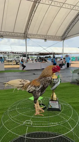 ประกวดไก่พื้นเมือง #เทรนด์วันนี้ #fypageシ #fyppppppppppppppppppppppp #viraltiktok #viralvideo #สตอรี่_ความรู้สึก😔🖤🥀 