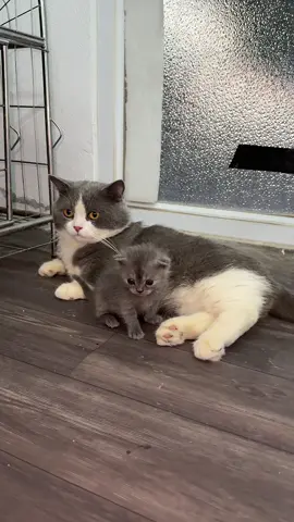 Bố này quá trời gòi🥲 #pet #cat 