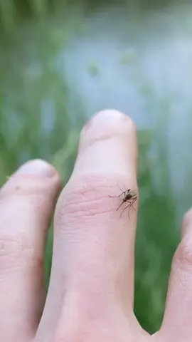 Did you know mosquitoes are responsible for more human deaths than any other animal due to their ability to spread diseases and parasites. #ausgeo #seeaustralia #factoftheday #mosquitoes