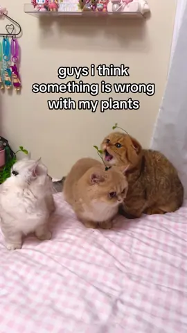 they are pruning themselves 😲 #fyppppppppppppppppppppppp #kitten #catsoftiktok #doobscoobgoob #fypシ゚viral 