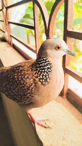 ❣️❣️ঘুঘু পাখির মধুর ডাক🕊️🕊️ #ঘুঘু #foryou #shorts #doves #birds #tempbirds #viraltiktok