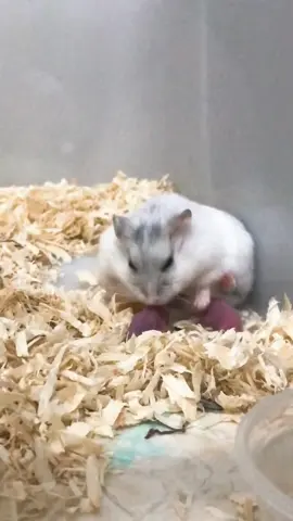 The Journey of the mother hamster’s birth and growth of the babies in their mother’s love #animal #animalsoftiktok #hamstersoftiktok #pethamster 
