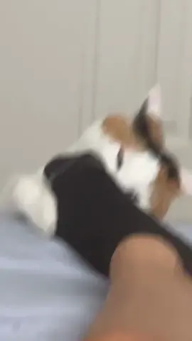 Who’s cat also does this?😹 Double tap for a meow🙊😍 . Follow @mycatsfervor for daily cats dose🙌🏻 .  📸 By lexiiiii_1999 ➖ #catsonly #catsruletheworld #catsmeow #catsarepawsome #catsrock #catsoninsta #catsarethebest #catsoftheweek #cutecats_oftheworld #cutecatsclub #cutecatpics #cutecatpost #cutecatsgram #cutecatsoninstagram #lovecatsforever  #ilovecats🐱 #lilmeowmeow #meowgram 