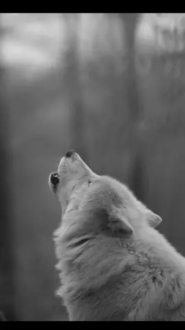 #wolf #borz #volk #tik_tok #tik_tok #tik_tok #germany #turkey #fyp #fyp #video #fyp #chechen #wolf #borz #tik_tok #germany #videoviral 