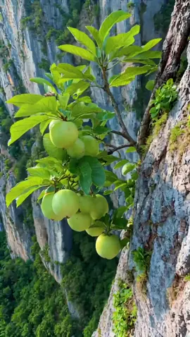 #bonsai #bonsaimini #caycanh #tiktok #xuhuong 