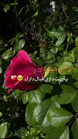لأختي البعيدة#@yzona vilo #غربة #اختي_حبيبتي_وضي_عيوني #تؤم_روحي #✨ #🥹 #🤍 #الاخت #حنان #💞 