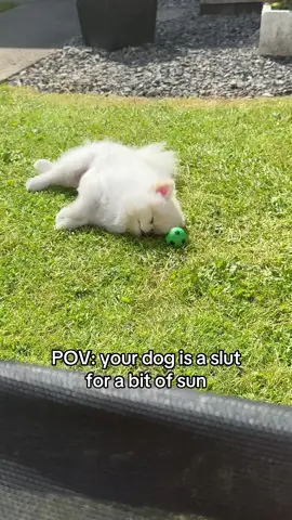 #sun #dog #cute #funny #teacup #teacuppomeranian #pomeranian #fyp 