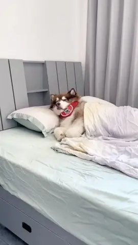 #dog #funny #funnyvideos #xuhuong 