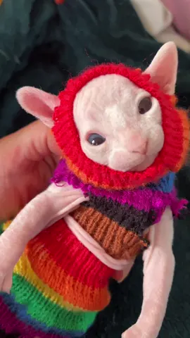 look him in his good eye and tell him his fit is not hard #cat #pet #sphynx #funnycat #CapCut 