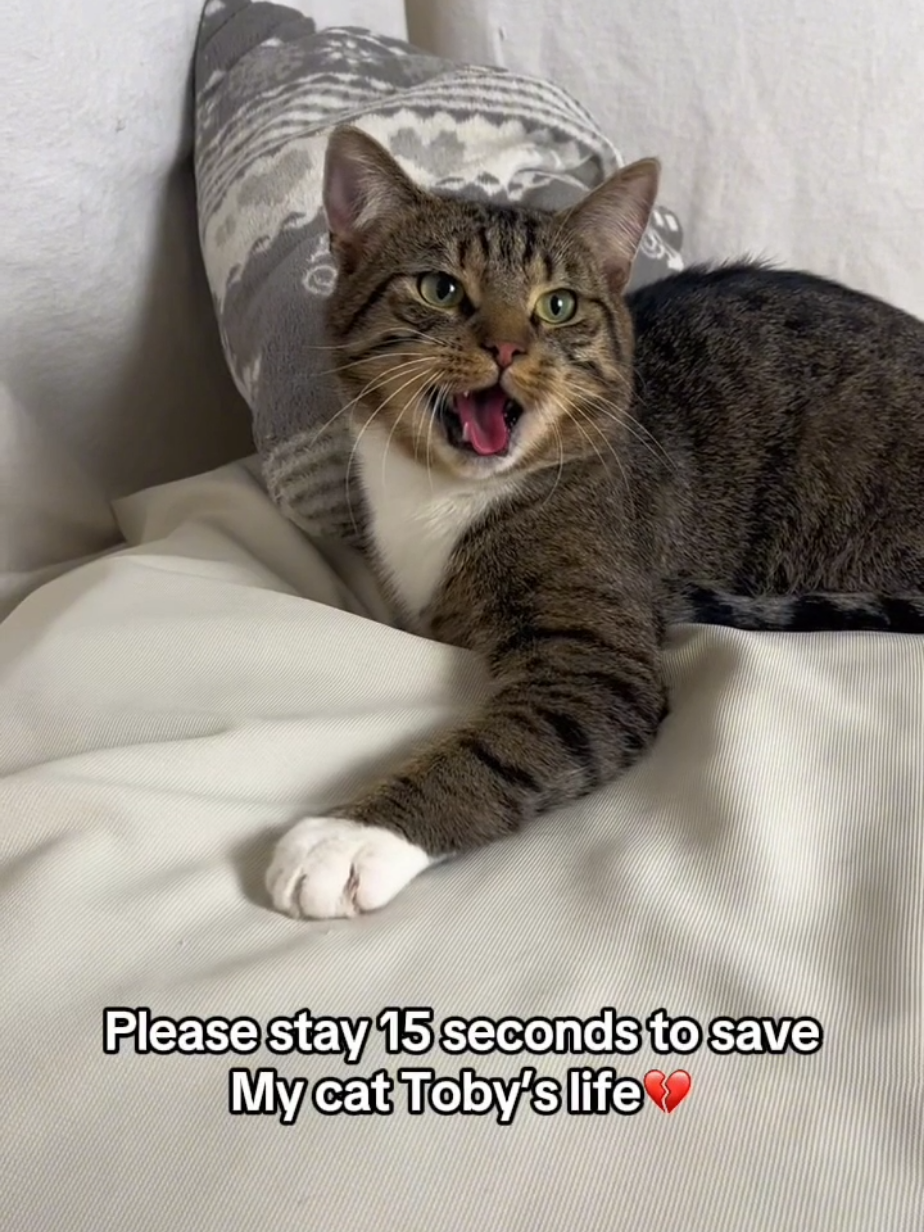 Please support and share❤️ #catlover #teamwork #blowthisup #makethisviral #donation #help #foryoupage #fyp #fypシ #cat #cats #catsoftiktiok #catlovers