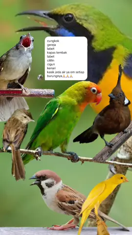 @slankersblues semoga cocok om. #ciblek #cililin #kenari #master #kicaumania #masteran #masteranburung 