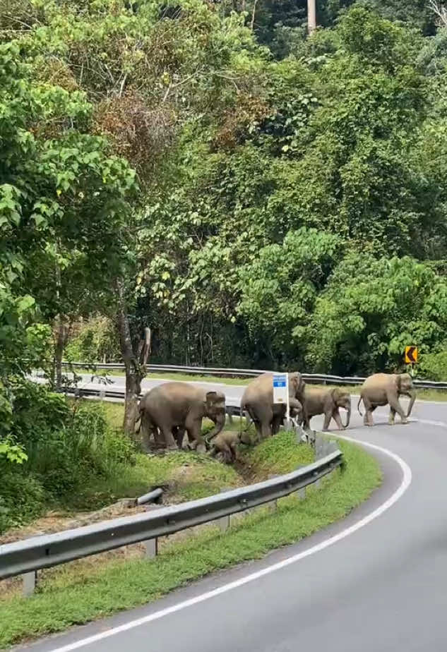 Akankah pemandangan gajah  akan selalu seperti ini yang selalu kita lihat? Atau hanya menjadi trauma kekal sang ibu gajah? #gajah #gajahviral #elephant #gerik #viral #viralvideo #fypage #kecelakaan #kecelakaangajah #lori 