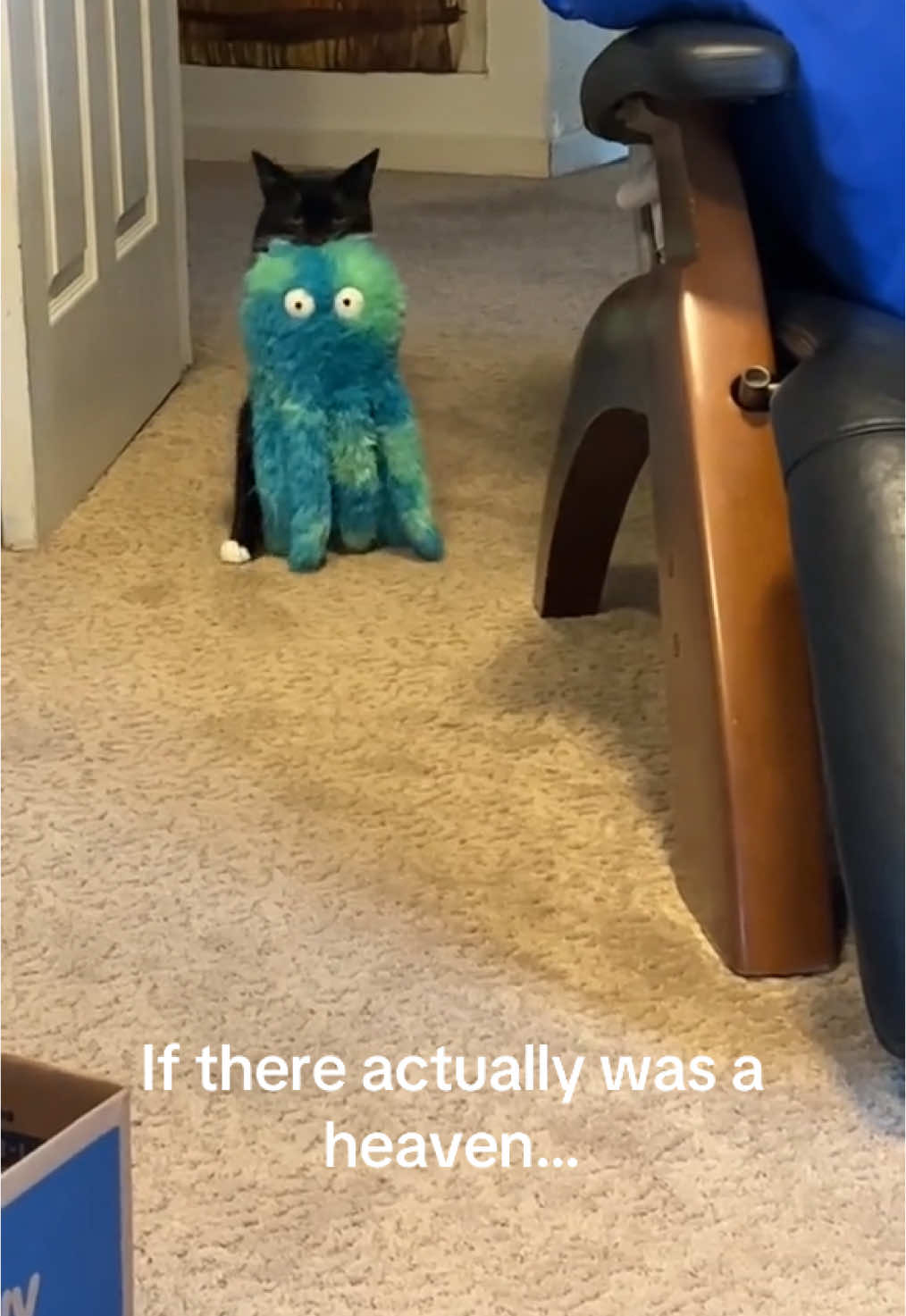 I will never forgive that vet. He should still be here. He literally saved my life. I will die mad about it. We played this game so much that I could keep posting new videos every day for at least a year, but whenever I try to edit, I just get even angrier. My blood pressure has gone up 30 points. ##harpothecat##grief##catmom##furbaby##catsoftiktok##tuxedocats##meow##petloss##petgrief##heaven