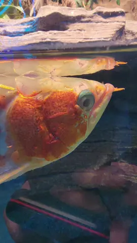 Asian Arowana @San Diego Zoo #asianarowana #arowana #fish #animal #animals #cuteanimal #cuteanimals #nature #wildlife #sandiegozoo #sandiego #zoo #follow #fyp #foryou #foryoupage 